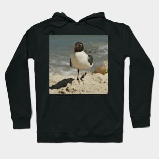 Beautiful photograph of a seagull Hoodie